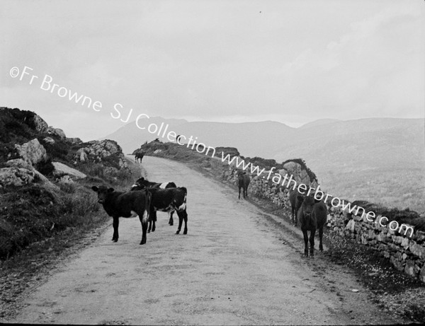 COWS ON ROAD